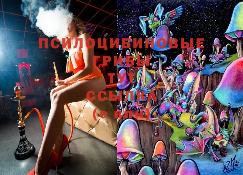 купить  сайты  Ахтубинск  Псилоцибиновые грибы Cubensis 